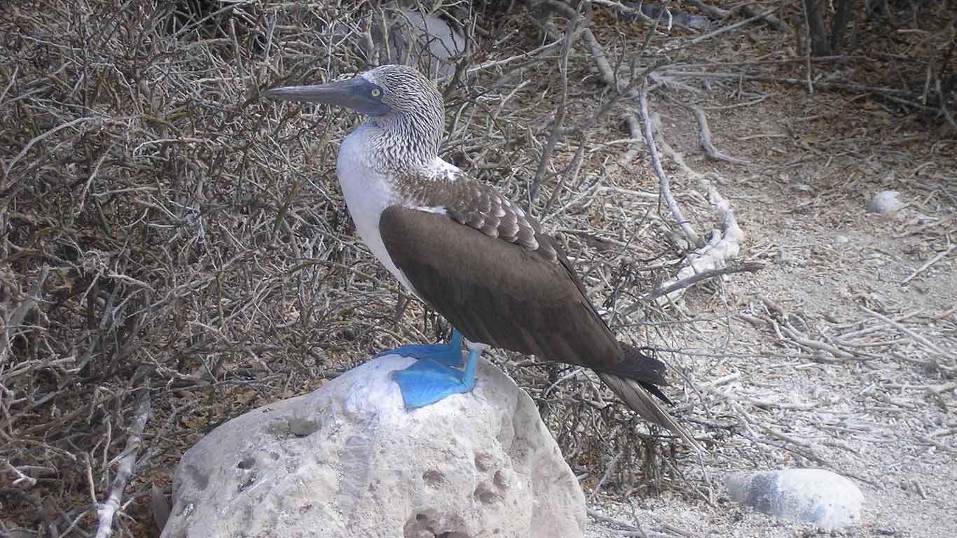 Blaufusstölpel auf Galapagos